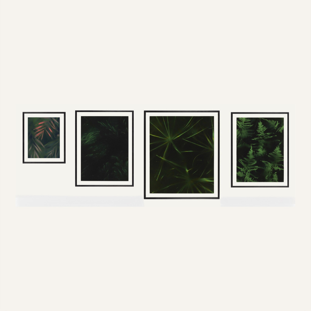 Marlon de Azambuja, Nocturnas - installation view (2020), low pressure spray paint and natural plants on paper, framed; dimensions variable